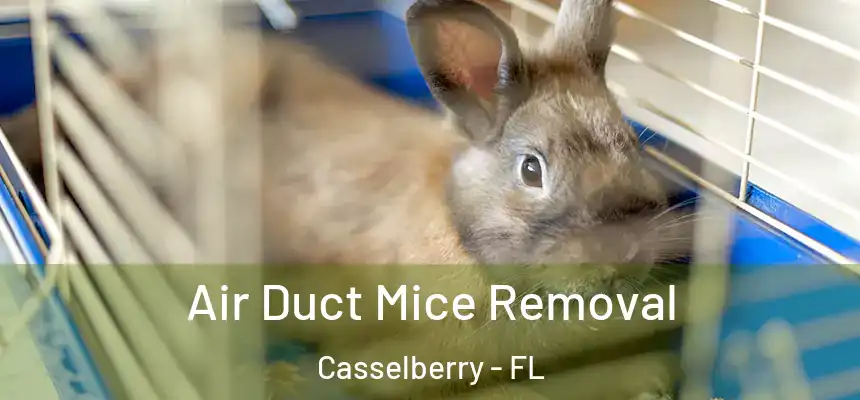 Air Duct Mice Removal Casselberry - FL