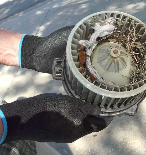 About Air Duct Mice Removal in Casselberry, FL